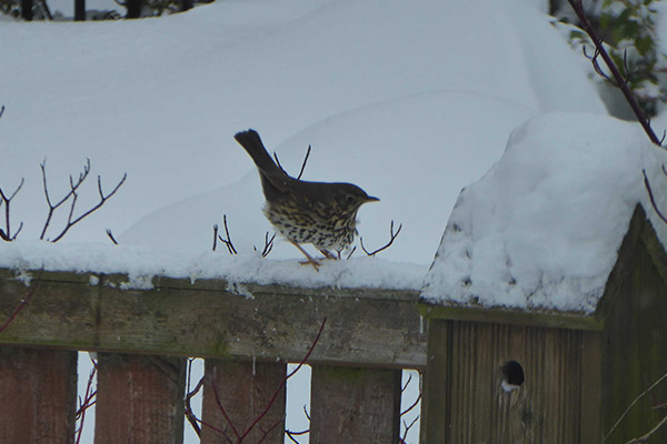 Bird on a fence in the snow