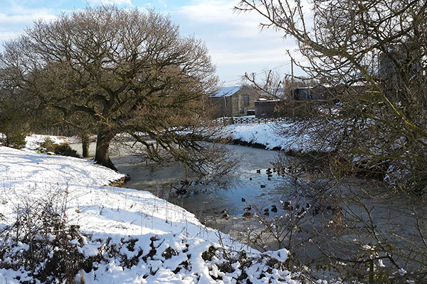 River with ducks during the winter